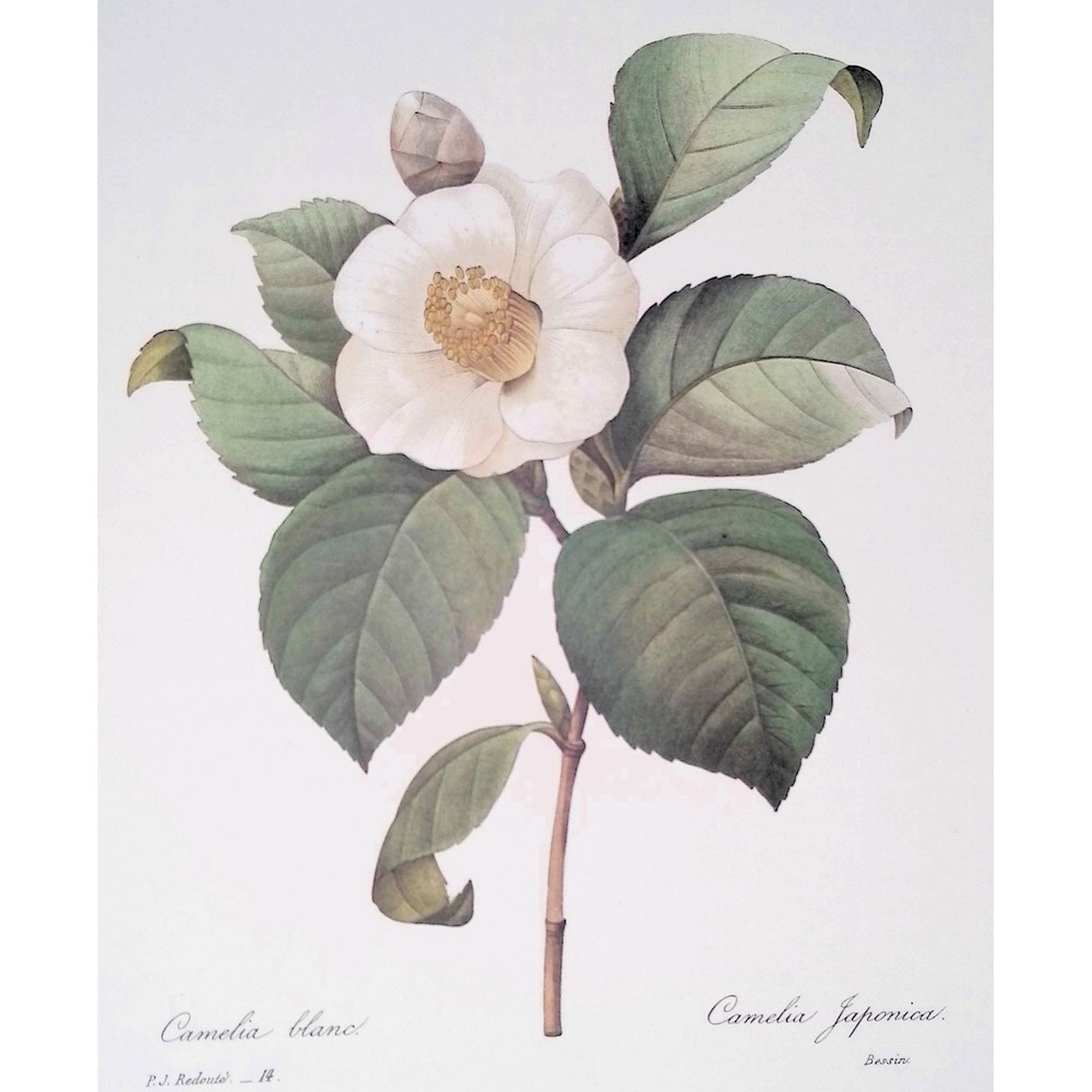 Redoute White Camellia Japonica Botanical Flower Print Vintage Wall Art